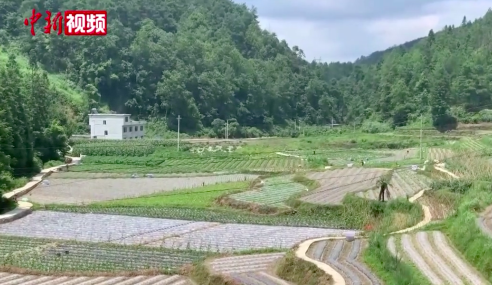 贵州一残疾农妇十年钻研辣椒种植 带领村民致富